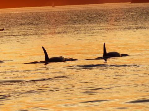 orcas sunset salish sea