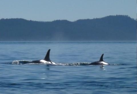 Orcas in the Salish Sea