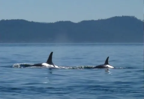 Orcas in the Salish Sea
