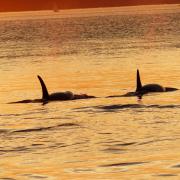 orcas sunset salish sea