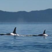 Orcas in the Salish Sea